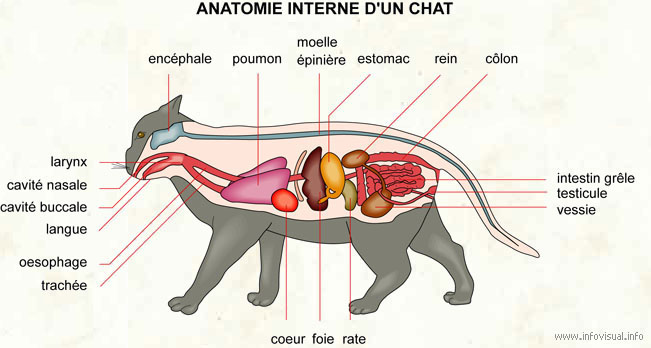 Anatomie interne d'un chat